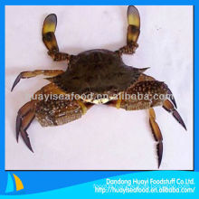 frozen crab blue swimming crab blue crab frozen